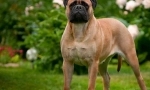 Bulmastiff (fotografija): hrabri branitelj i ljubazni jedni drugima